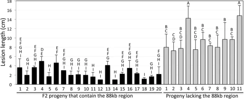 Fig 3. The 88-kb deletion cosegregates with the snim1 phenotype. A segregating progeny population derived from a cross between the snim1 mutant and the LG parent was genotyped for the presence of the Ubi-NH1 gene (NH1ox) and the CRK10 gene (representing th