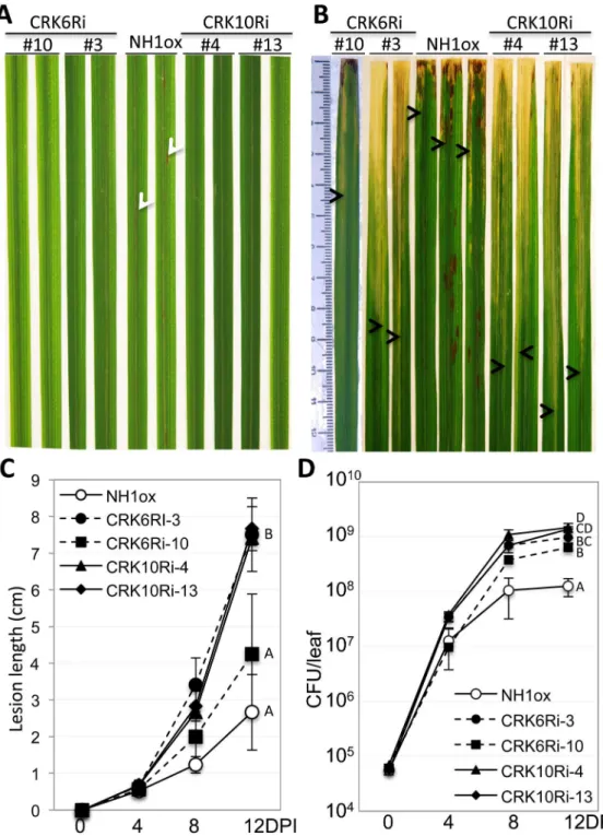Fig 5. Silencing of CRK6 or CRK10 re-creates the snim1 phenotypes. CRK6Ri and CRK10Ri plants were treated with 1 mM BTH before Xoo inoculation