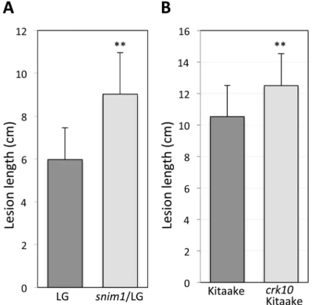 Fig 6. The snim1 and crk10 mutations affect resistance to Xoo in the wild type genetic background