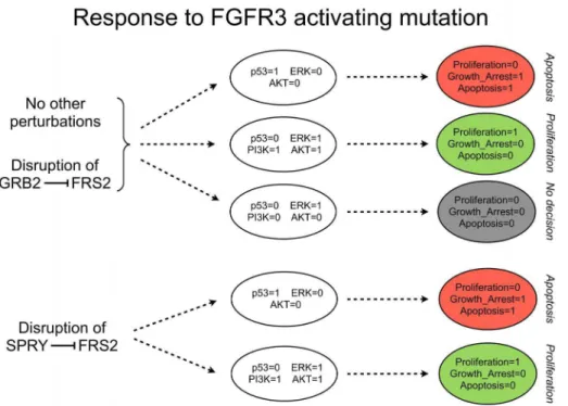 Figure 5. FGFR3 activating mutation and role of SPRY. Simulations were performed under FGFR3 gain-of-function (FGFR3 = 1 and all inputs set to 0, throughout the simulations)