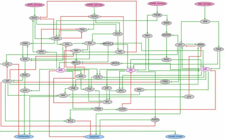 Figure 4a reports a simplified view of the model dynamics following EGFR over-expression, obtained by setting EGFR to 1 throughout the simulation, in the absence of additional stimuli (see supplementary Dataset S3 for precise simulation settings)