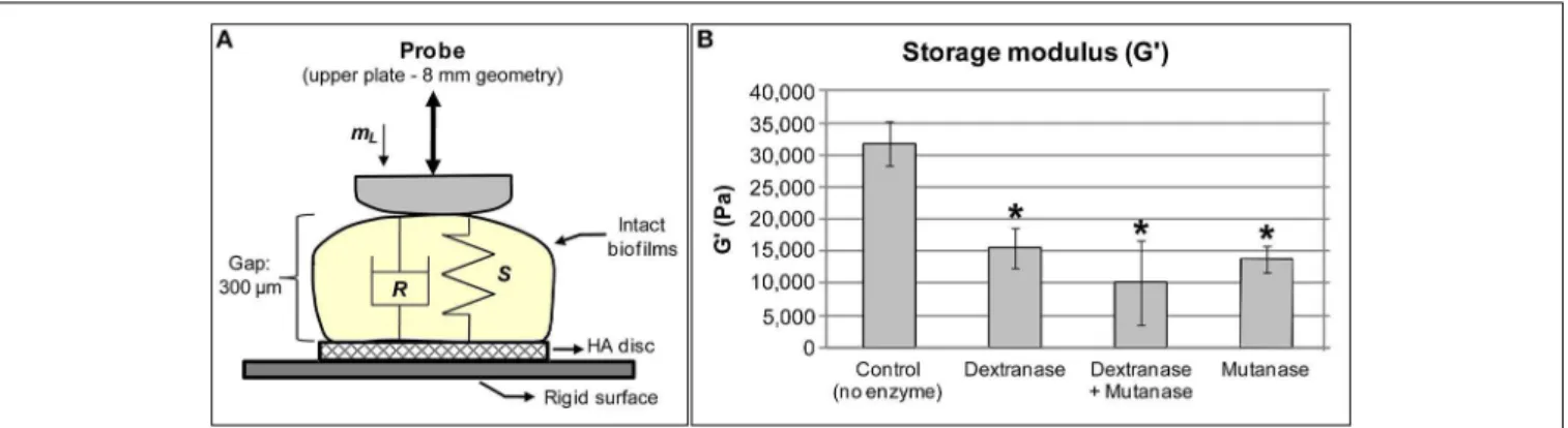 Figure 1). Intact S. mutans biofilms presented higher storage modulus (31,718 ± 3,440 Pa) than loss modulus (3,775 ± 450 Pa), indicating that S