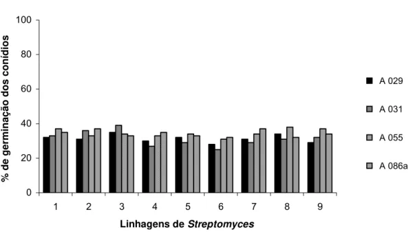 Figura 3. Efeito da adição dos filtrados de Streptomyces a 30 % sobre a  germinação dos conídios de Escovopsis weberi