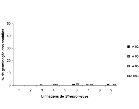 Figura 5. Efeito da adição dos filtrados de Streptomyces a 50 % sobre a  germinação dos conídios de Escovopsis weberi