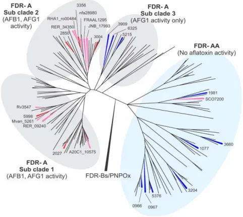Figure 1. Phylogeny of 164 FDR-A enzymes from 20 Actinomycetales genomes. Phylogenetic methods and the genomes used are given in the Materials and Methods