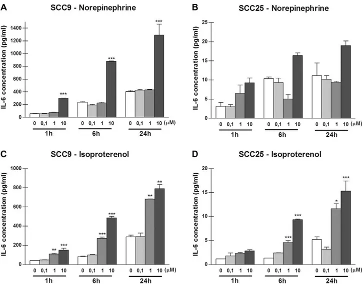 Fig. 2. Adrenergic stimulation increases IL-6 secretion by OSCC cells. Human OSCC cell lines (SCC9 and SCC25) were stimulated with norepinephrine (A and B) and isoproterenol (C and D) (0.1, 1, or 10 l M)