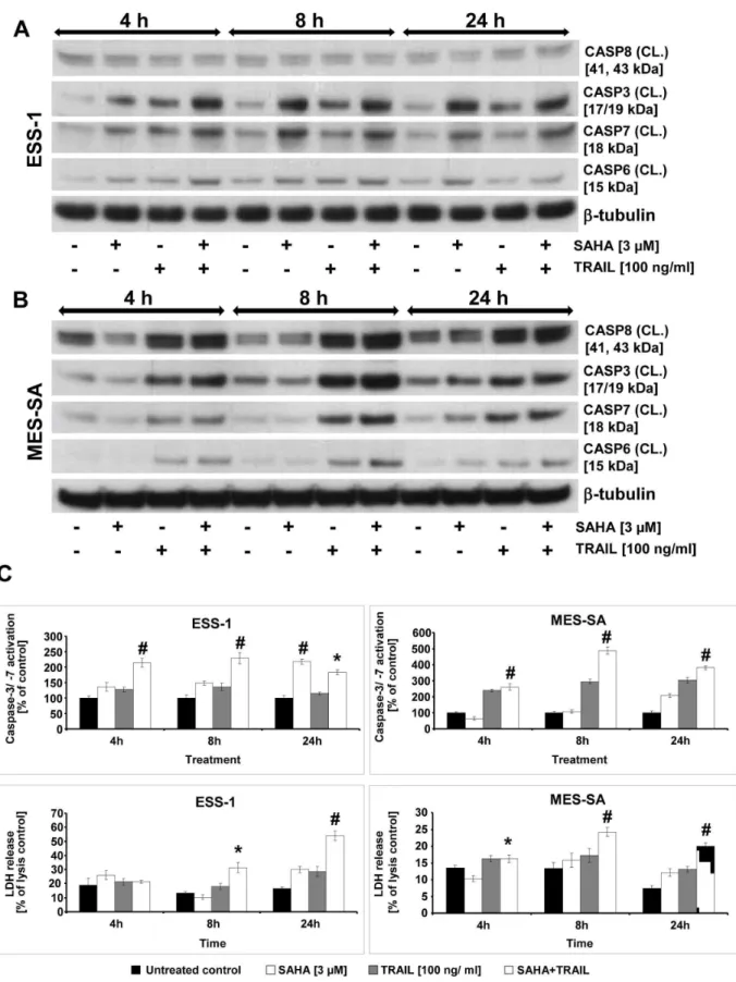 Figure 3. Time course of combined SAHA and TRAIL-induced caspase activation in uterine sarcoma cells