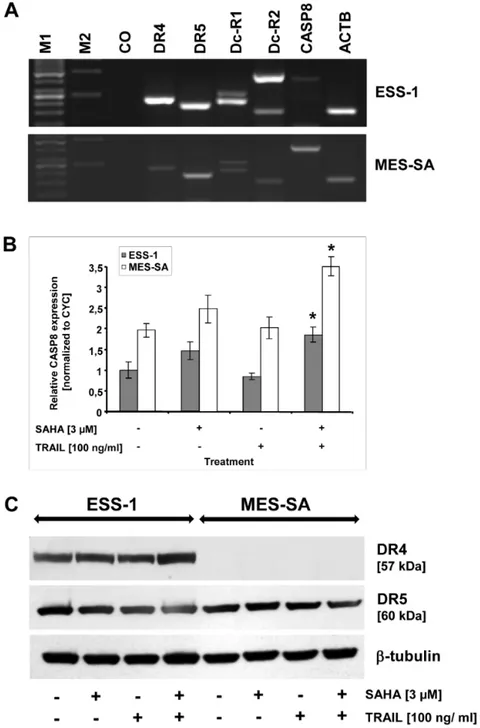 Figure 4. Reduced expression of caspase-8 in ESS-1 cells and DR4 (TRAIL-R1) in MES-SA cells