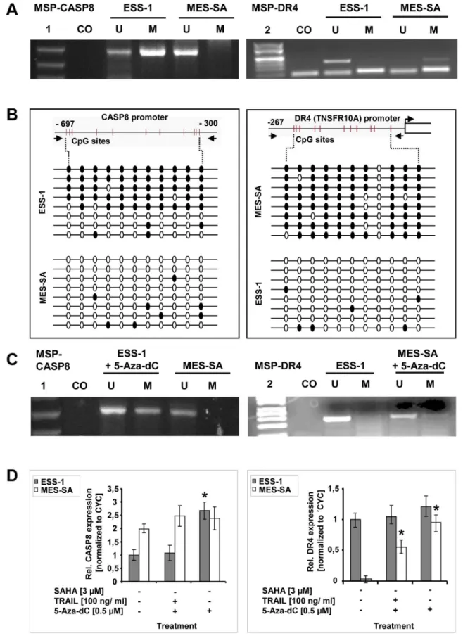 Figure 5. Promoter hypermethylation, and demethylation analysis of caspase-8 and DR4 genes in uterine sarcoma cells