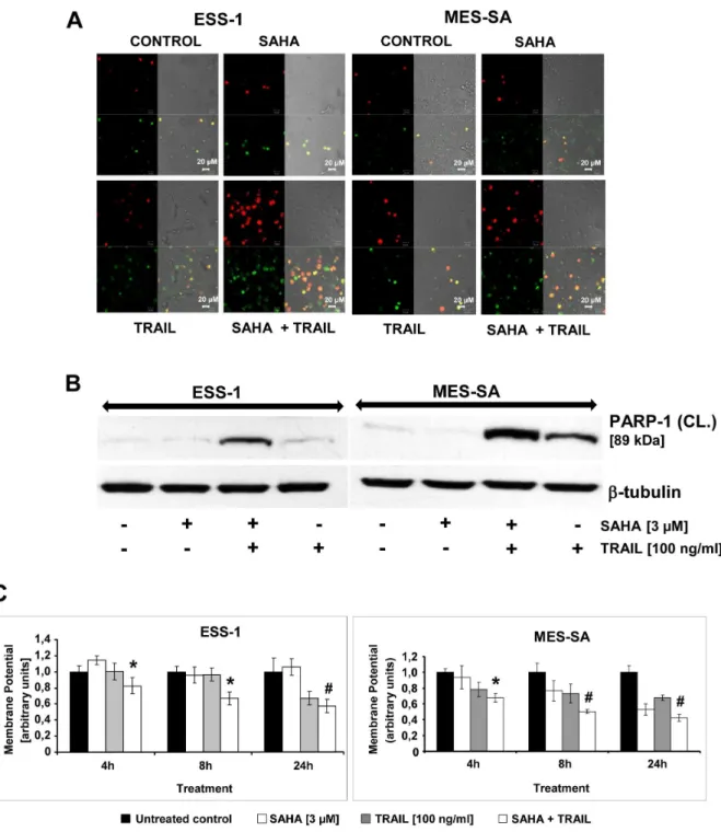 Figure 2. SAHA/TRAIL treatment induces apoptosis in uterine sarcoma cells involving the mitochondrial pathway