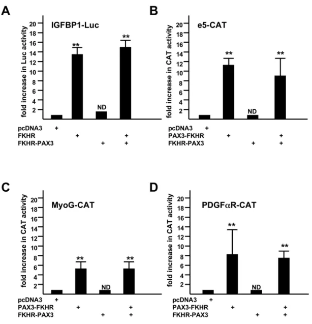 Figure 5.  FKHR-PAX3 did not transactivate promoters that were responsive to FKHR (IGFBP1, A) and PAX3-FKHR (e5, B;