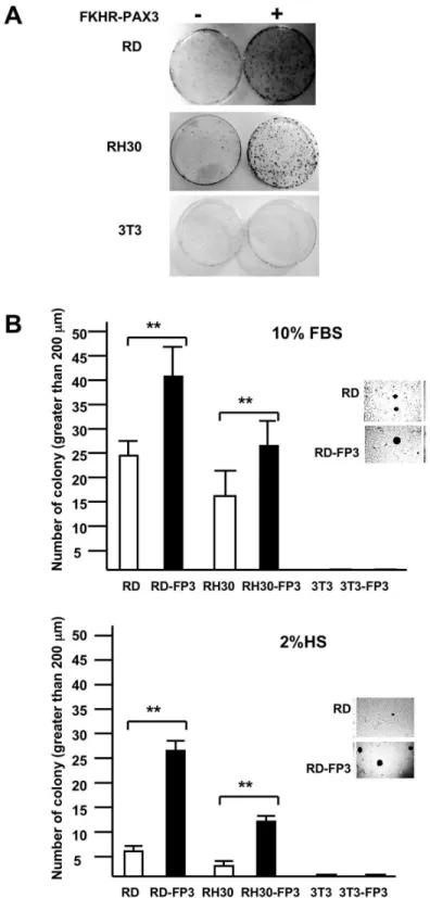 Figure  7.    FKHR-PAX3  enhanced  anchorage-dependent  and  anchorage-independent  colony  growth