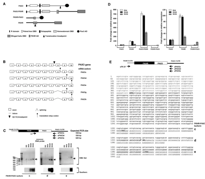 Figure 1.  Cloning of FKHR-PAX3 cDNA.  (A) Schematic of PAX3, FKHR, PAX3-FKHR and the predicted FKHR-PAX3 protein structures  indicating  the  known  functional  domains