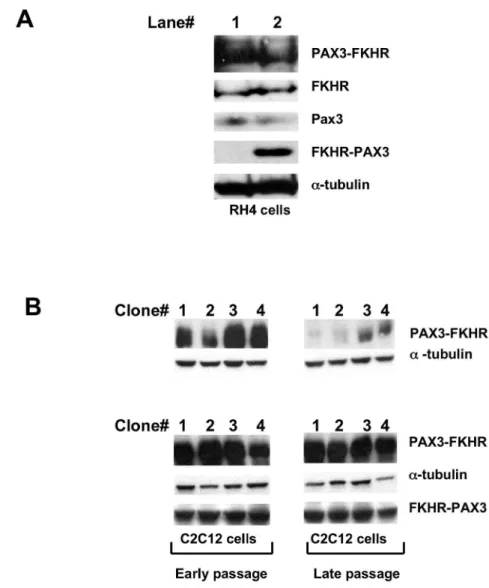 Figure 3.  FKHR-PAX3 preserved high level of PAX3-FKHR expression in myogenic cells.  (A) RH4 cells that do not express endogenous FKHR-PAX3 were transfected with empty vector (lane 1) or FKHR-PAX3 expression vector (lane 2)