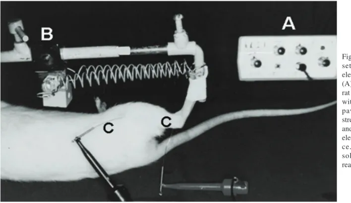 Fig. 1 Experimental set-up with the electrical stimulator (A), the anesthetized rat fixed to the table with the right hind paw attached to stretching device (B) and the percutaneous electrodes (C) in  pla-ce