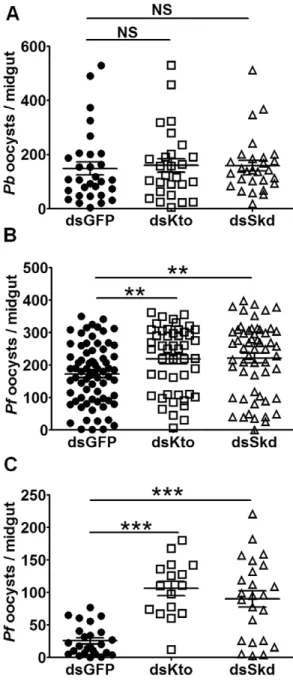 Figure 3. Kto and Skd influence A. gambiae resistance to bacterial challenge. A) Survival rates of GFP dsRNA-, Kto dsRNA- and Skd dsRNA-injected mosquitoes after E