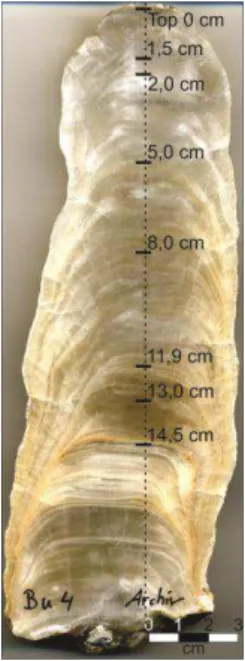 Figure 8- Bu4 stalagmite, with the depth of samples made. The sampling was performed  in the  principal growth axis (represented by the dashed line)