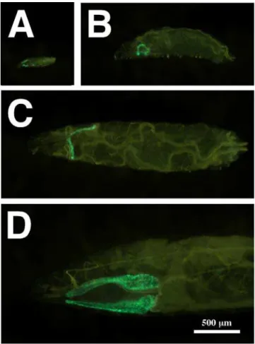 Figure 2. sgGal4, a GawB -Derived Driver, Has an Expression Pattern Restricted to the Larval Salivary Glands