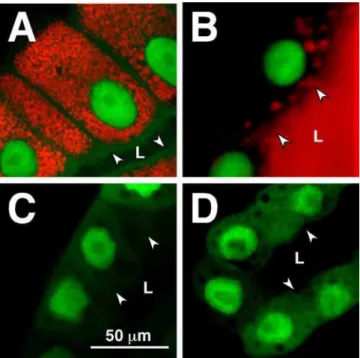 Figure 3. 20E-Mediated glueRED Induction Requires Functional EcR. Confocal images of salivary glands from stocks containing sgGal4;