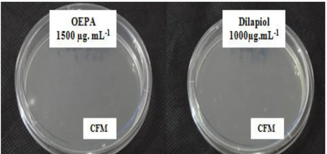 Figura 32: Resultado da CFM de T. mentagrophytes ATCC 9533: Valores da CFM de  1500µg.mL -1  do OEPA (à esquerda) e de 1000µg.mL -1  do dilapiol (à direita)