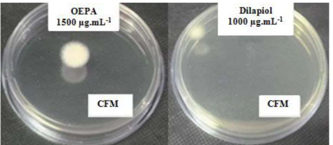 Figura 34: Resultado da CFM de T. mentagrophytes isolado clínico: Valores da   CFM de 1500µg.mL -1  do OEPA (à esquerda) e de 1000µg.mL -1  do dilapiol (à direita)