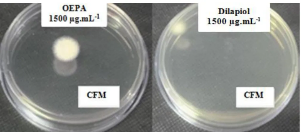 Figura 36: Resultado da CFM de T. rubrum isolado clínico: Valores da CFM   de 1500µg.mL -1  do OEPA (à esquerda) e do dilapiol (à direita)