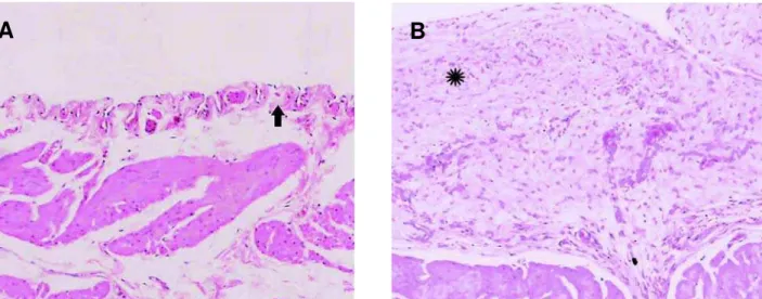 Figure 3 – Histological section of rabbit bladder. A) Absence of adventitial fibrosis in group G1 (arrow), HE X40