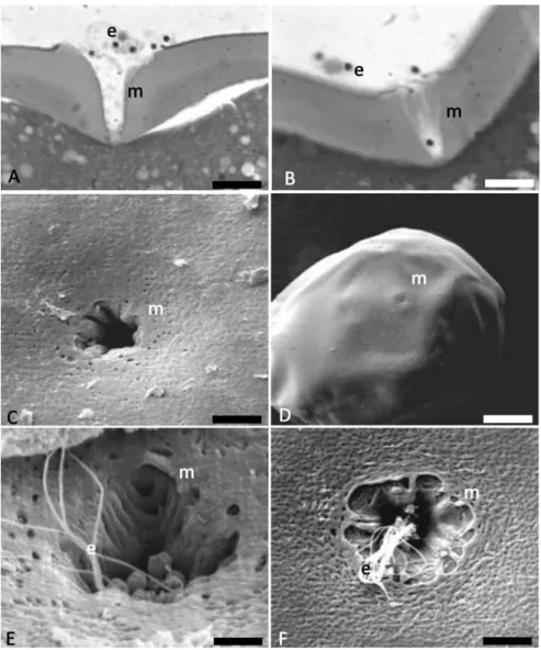 Figure 1 Micropyle. (A, B) cut of the micropyle with spermatozoa after toluidine blue staining