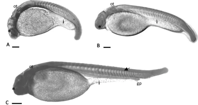 Figure 7 Larval. (A) more than 26 somites; growing larva; (B) pre-hatching embryo; (C) hatched larva