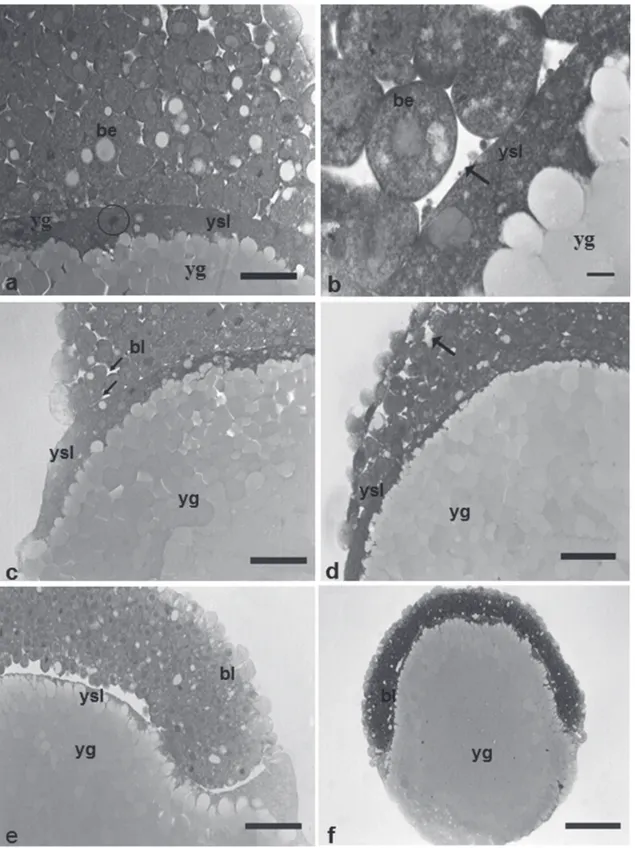 Fig. 6. Histologicals sections of Pimelodus maculatus embryos. a- detail of the nucleus of the syncyctial layer, at morula phase, staining: HE; b - detail of the penetration of yolk globules as fragments into the yolk syncyctial layer, staining: HE;