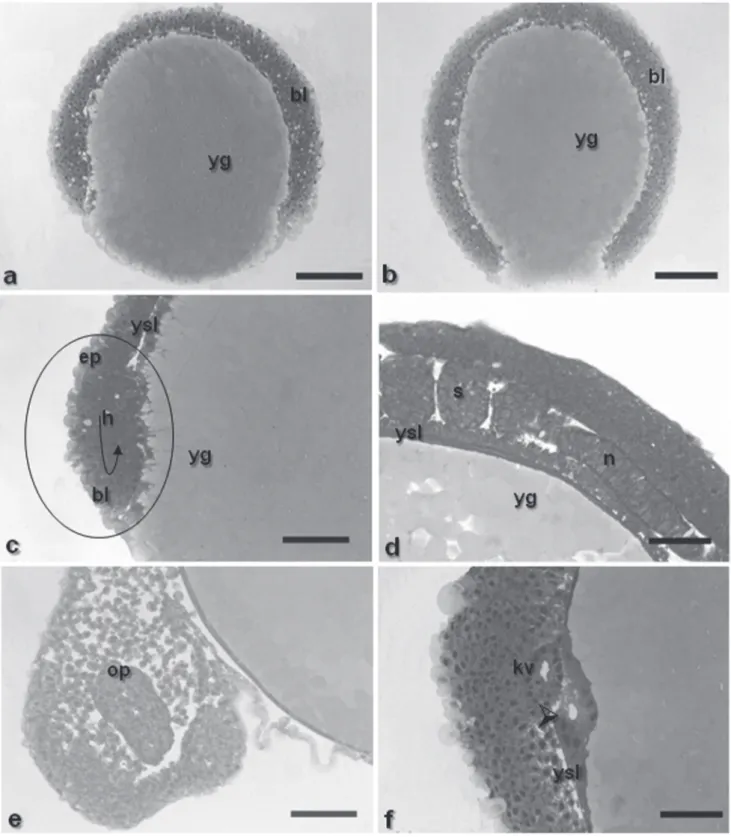 Fig. 7. a - embryo section at gastrula stage (epiboly of 75%), staining: HE; b - embryo section at gastrula stage (epiboly of 90%), blastopore closure