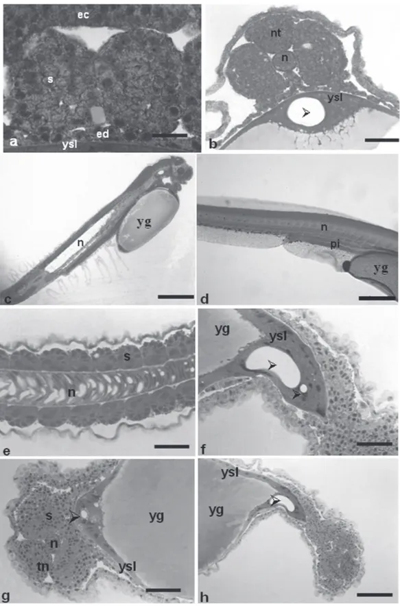 Fig. 8. a - segmentation stage, showing the somites that will form the muscles; b - segmentation stage with formation of the neural tube; c  overall detail of the embryo, highlighting the notochord; d posterior intestine under development; e   -development