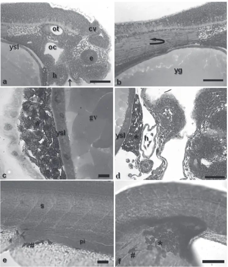 Fig. 9. a - head detail, showing the otic vesicle, oral cavity, cephalic vesicle, closed mouth and eye