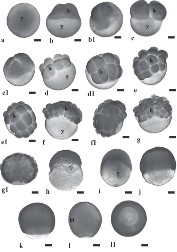 Fig. 1. Embryonic development stages zygote, cleavage and gastrula in the Pimelodus maculatus