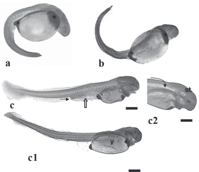 Fig. 3. Pimelodus maculatus embryos in organogenesis (late segmentation phase) and hatching stage