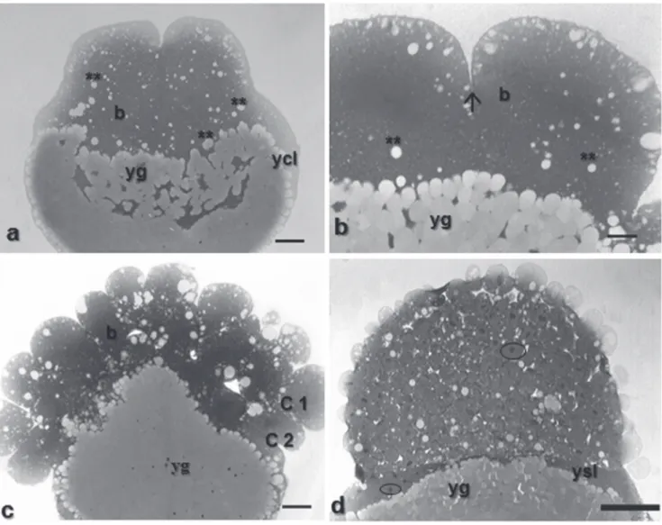 Fig. 5. Histologicals sections of Pimelodus maculatus embryos in cleavage stage. a - with 2 cells, staining: HE, showing details of the yolk globules penetration into embryo; b - with 16 cells, staining: toluidine blue, showing detail of the meroblastic di