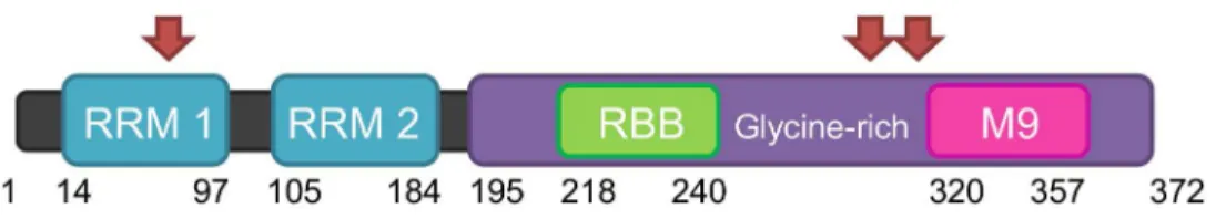 Fig 1. Schematic representation of the domains found on hnRNPA1. The two RNA recognition motifs (RRM 1 and 2) are represented in blue, the glycine-rich domain is represented in purple, the RNA-binding box is represented in green, and the nuclear localizati