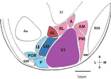 Figura  4.  Áreas  visuais  no  córtex  do  camundongo,  mostrando  nove  áreas  extraestriatais  circunscrevendo  o  córtex  visual  primário  (V1)