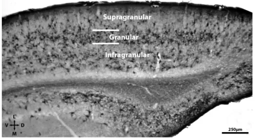 Figura 11. Fotomicrografia do córtex visual primário de camundongos reagidos  para  lectina    evidenciando  os  limites  de  V1  e  sua  organização  laminar
