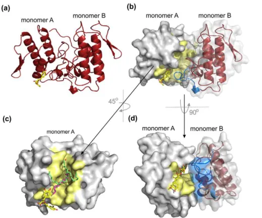 Figure 6. Comparison of the PrtX-I/RA complex with two other Lys49-PLA 2 s complexed to fatty acids