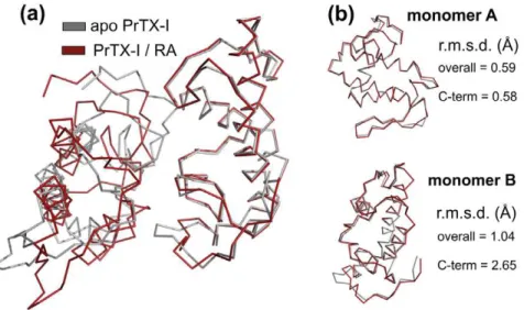 Figure 8. Model for Lys49-PLA 2 interaction with muscle membrane and the influence of RA