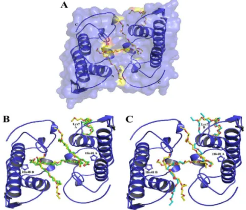 Fig. 1. Crystal structure of MjTX-II (A) and its superposition with MjTX-II/stearic acid (B) and with BthTX-I/PEG4K (C)