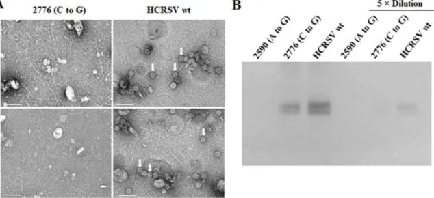 Figure 5. Detection of HCRSV RNA and its CP accumulation in upper leaves at 25 dpi. (A) Detection of viral RNA in upper leaves by RT-PCR using primer HC-R3, followed by PCR using primers HC-F8 and HC-R3 (Table 1)