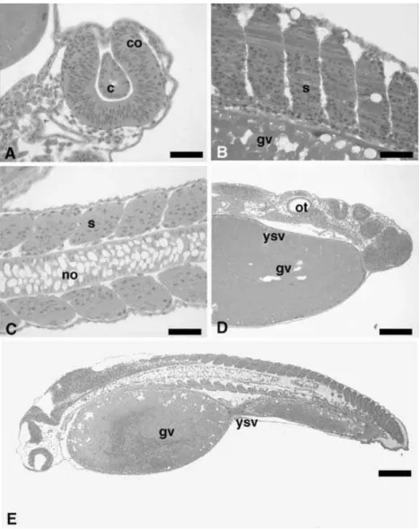Figure 10 Longitudinal sections of embryos of P. lineatus at the larval stage, stained with H&amp;E