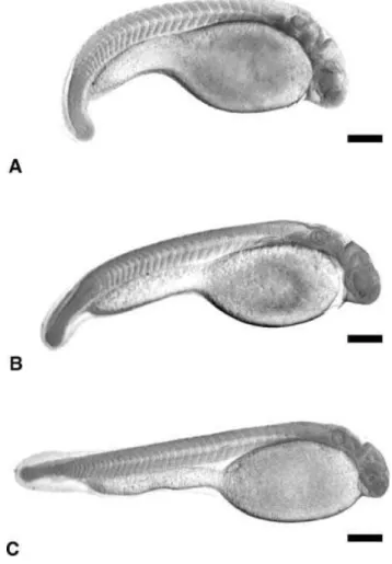 Figure 3 (A) 30+ somites, growing larva; (B) pre-hatchery embryo; (C) hatched embryo. Scale bars represent: