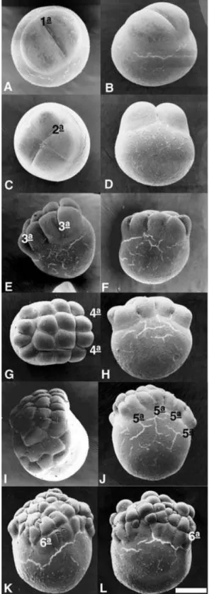 Figure 8 Observation of the ﬁrst six cleavage planes in embryos of Prochilodus lineatus under a scanning electronic microscope
