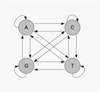 Figura 3.3: Cadeia de Markov que modela a geração de uma sequência de DNA.