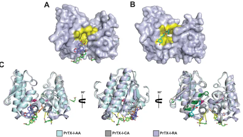 Fig 7. Molecular surface of the PrTX-I complexed to aristolochic acid (PrTX-I/AA) and PrTX-I complexed to caffeic acid (PrTX-I/CA) structures (A) and PrTX-I complexed to rosmarinic acid (PrTX-I/RA) crystal structure (B)