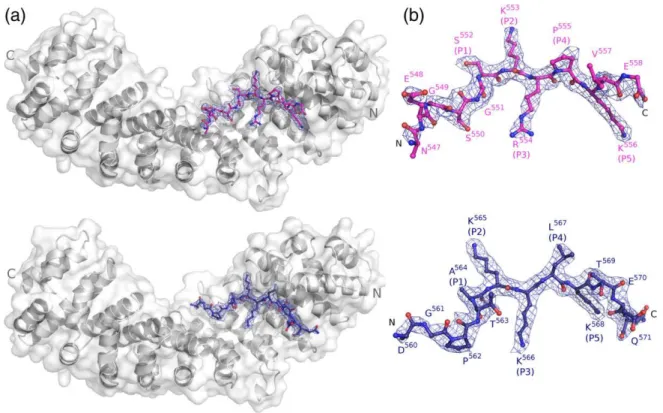 Fig. 1. Crystal structures of Impα:Ku70NLS and Impα:Ku80NLS complexes. (a) Overall structure of the Impα: