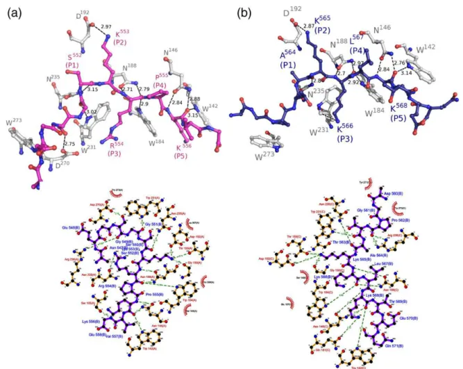 Fig. 3. Comparison of NLS pep- pep-tides in the major NLS binding site. Ku70 (pink), Ku80 (blue), nucleoplasmin (green) (PDB ID 1EJY) and CN-SV40TAg (yellow) (PDB ID 1EJL) NLSs were  super-imposed using C α atoms of the peptides